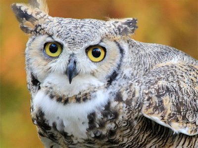 Adopt the Great Horned Owl