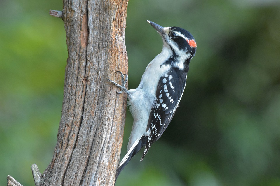 Hairy Woodpecker