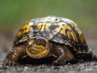 Eastern Box Turtle. Photo by Kevin Ferris