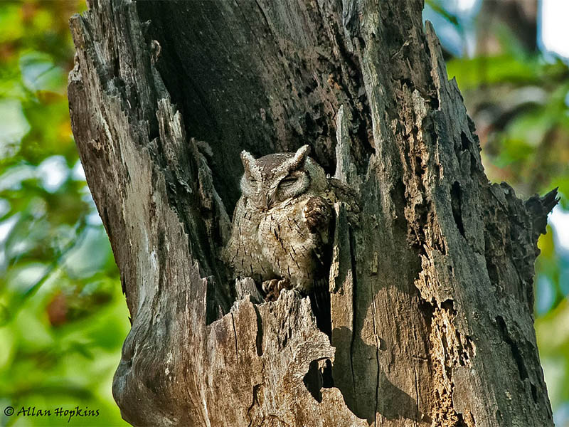 Screech owl in a snag tree