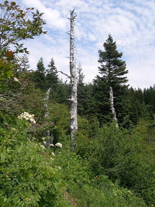 Snag tree in a forest