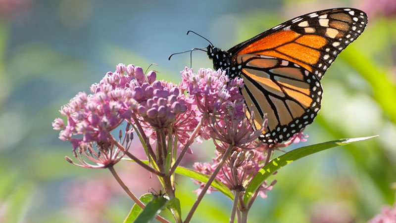 Monarch on milkweed