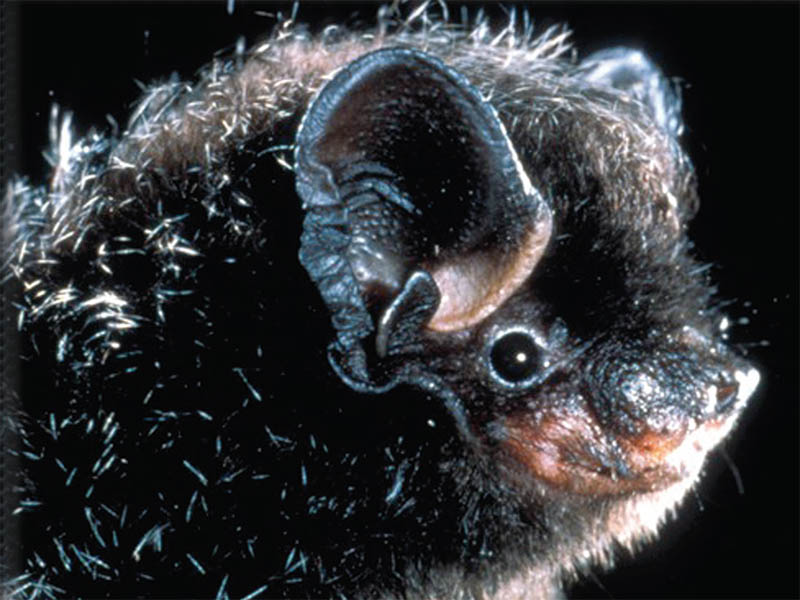 All About Bats