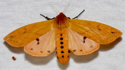 Isabella Moth