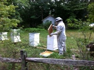 Bee Hives at QWR