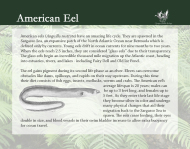 Flora and Fauna - American Eel