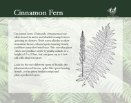 Flora and Fauna - Cinnamon Fern