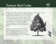 Flora and Fauna - Eastern Red Cedar