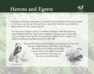 Flora and Fauna - Herons and Egrets