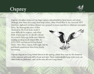 Flora and Fauna - Osprey