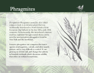 Flora and Fauna - Phragmites