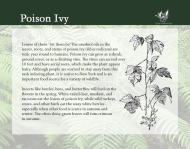 Flora and Fauna - Poison Ivy