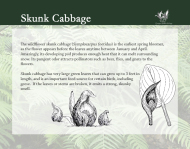 Flora and Fauna - Skunk Cabbage