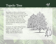 Flora and Fauna - Tupelo