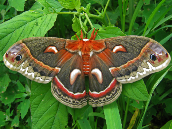 Cecropia-moth-1 Cecropia-moth-1