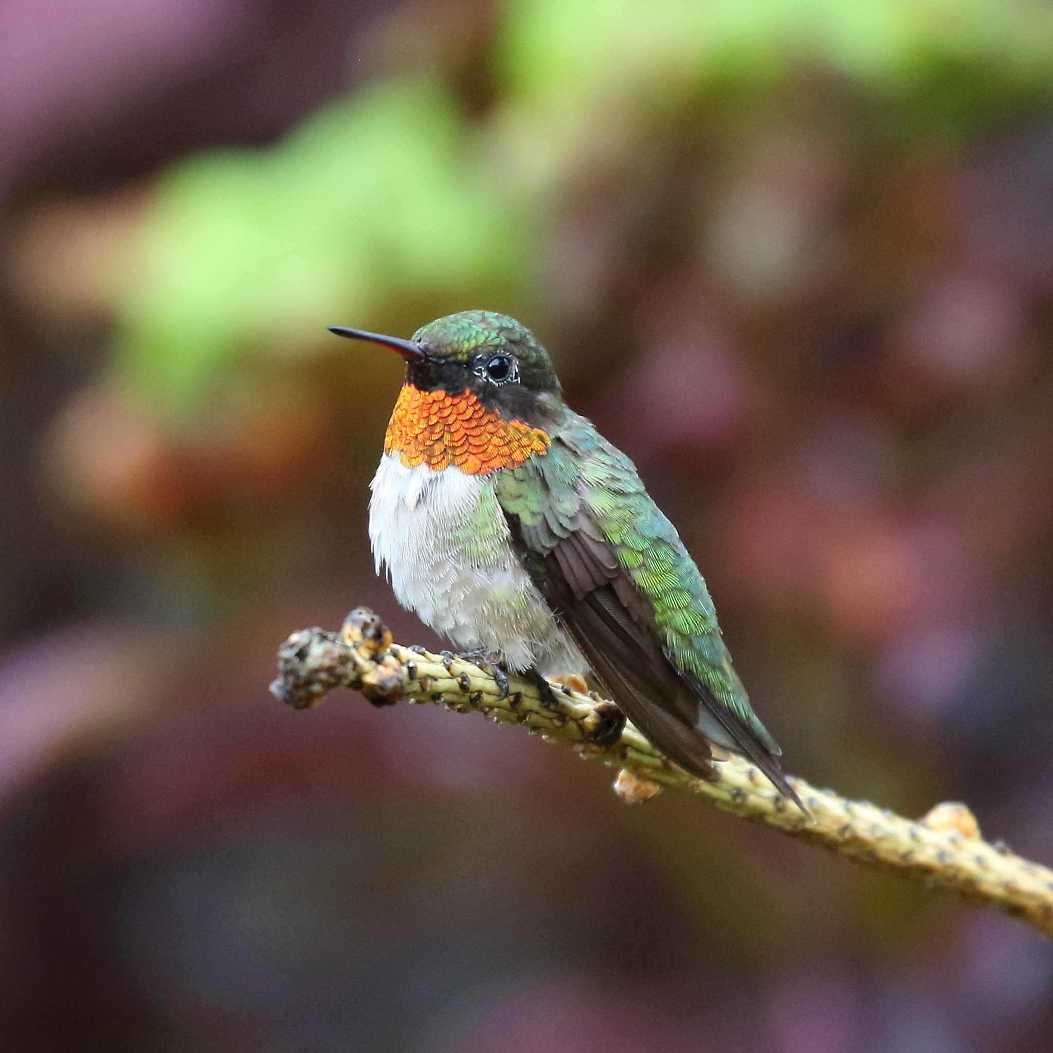 Hummingbird-program-C.-Flickr-@-Dfaulder Hummingbird-program-C.-Flickr-@-Dfaulder