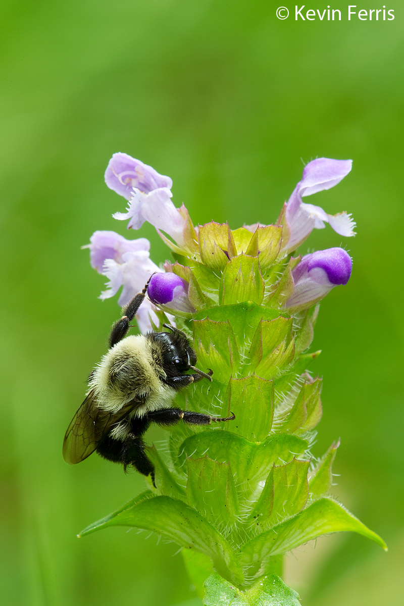 Pollinator-Program-1 Pollinator-Program-1