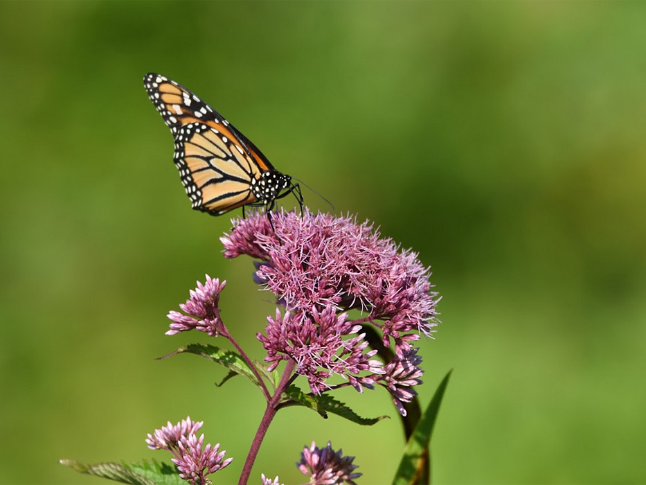 monarch-on-joepye monarch-on-joepye