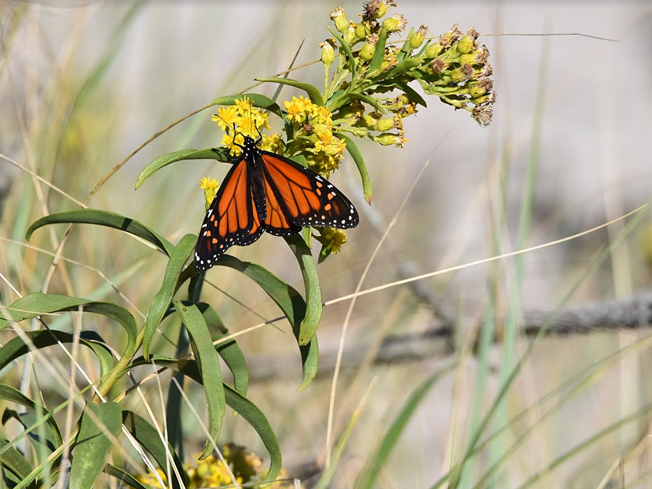 monarch-on-milkweed monarch-on-milkweed