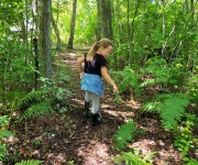 Little-Naturalist-point-fern
