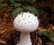 Screenshot_20211105-193247_iNaturalist