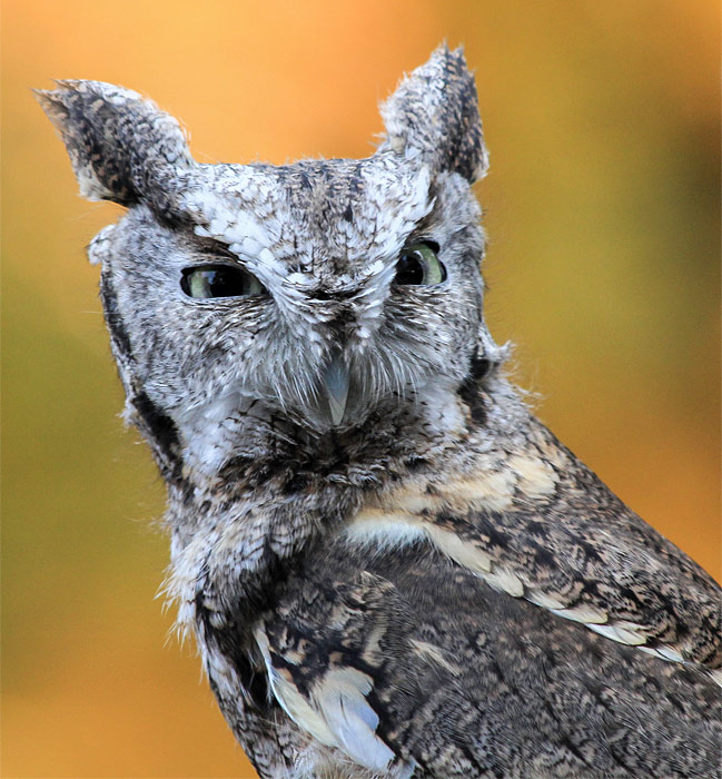 adopt-a-screech-owl