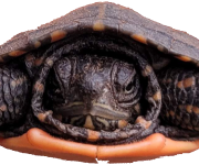 Baby-Painted-Turtle-2021-transparent-background