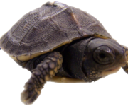 Hatchling-Box-Turtle