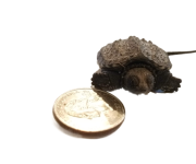 Hatchling-Snapping-Turtle