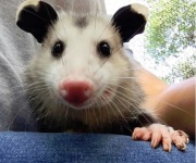 Oscar-the-Opossum