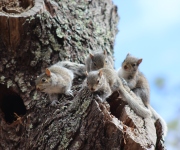 Squirrel-Babies-April-2015