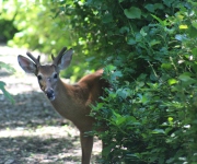 Young-Buck-on-Path